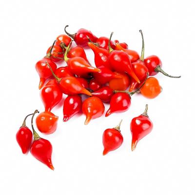 PIMENTA BIQUINHO