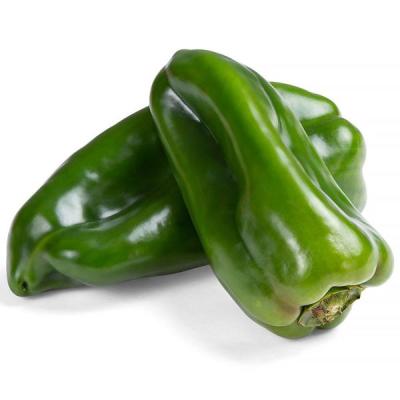 PIMENTÃO VERDE